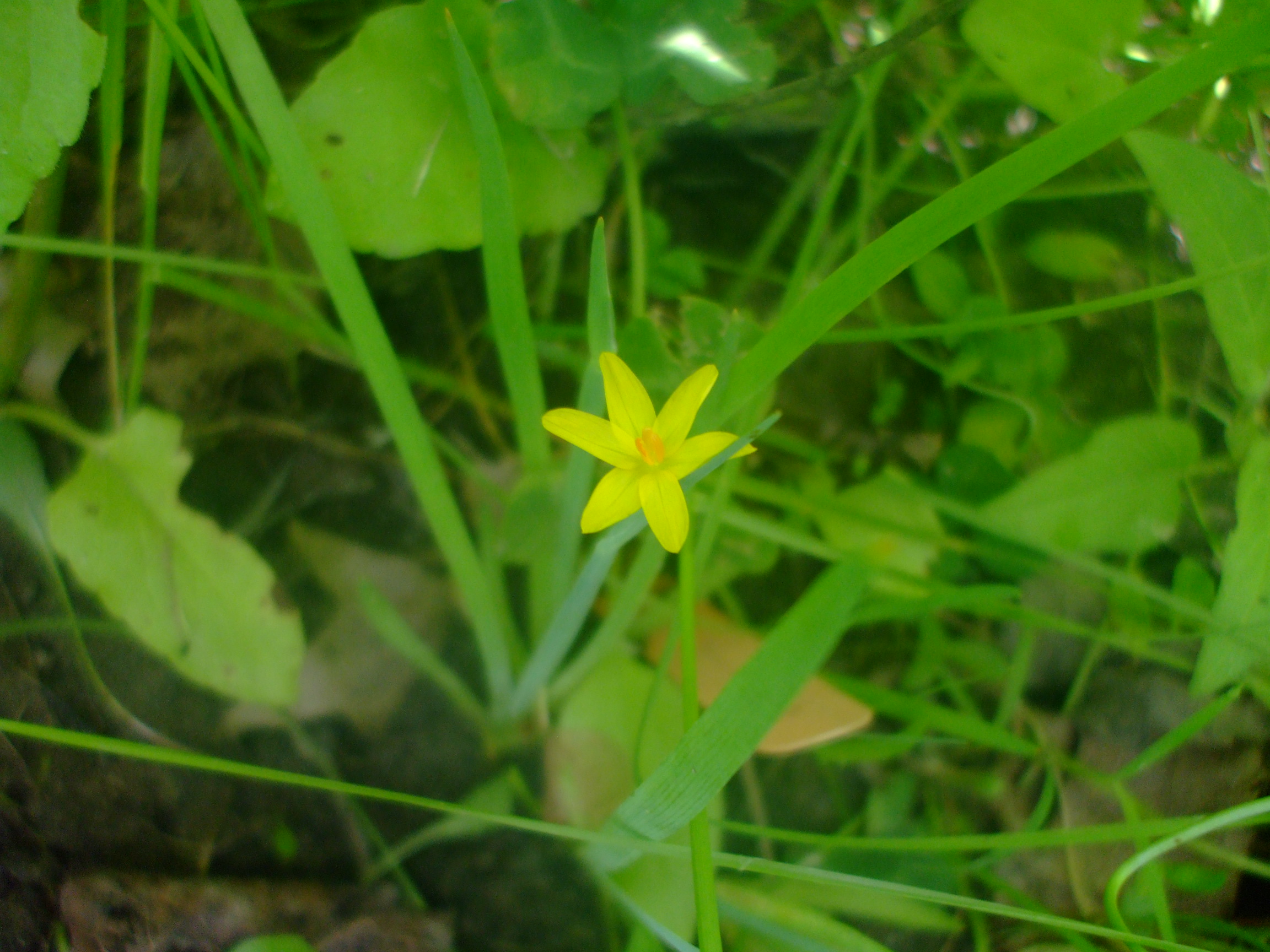 Sisyrinchium californicum